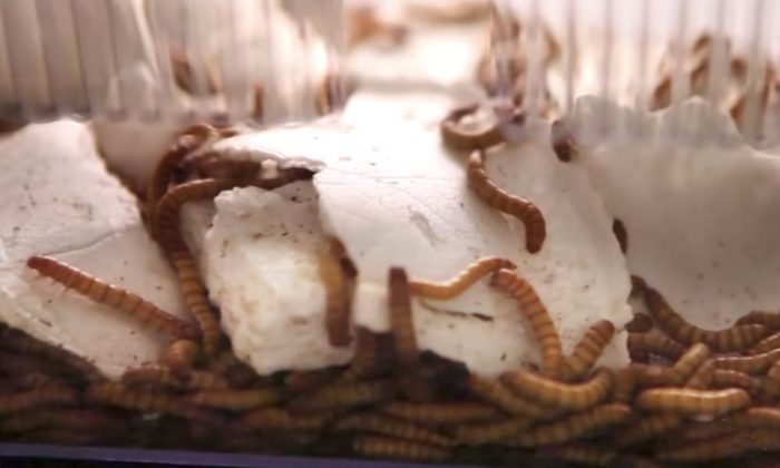Des vers qui se nourrissent de polystyrène pourraient être la solution aux problèmes de déchets de plastique de la planète