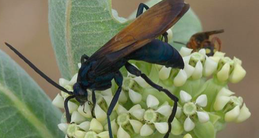 Une piqûre de cet insecte est si mauvaise que les experts disent: «Allongez-vous et criez.»