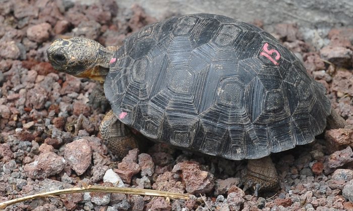Des bébés tortues retrouvées sur une île des Galápagos après une absence de plus d&rsquo;un siècle