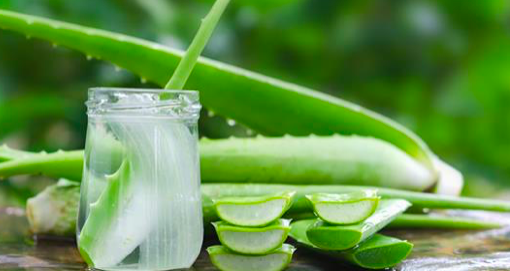 Les 9 bienfaits de l&rsquo;aloe vera – le n°4 : combattre les tumeurs et stimuler le système immunitaire