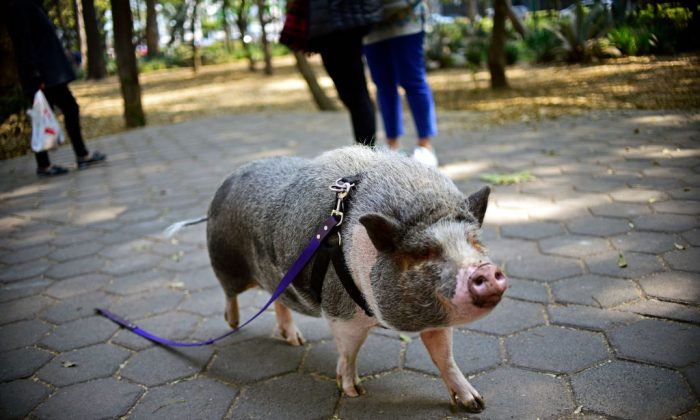 Un porc de compagnie évadé abattu par un voisin « serviable » en Californie
