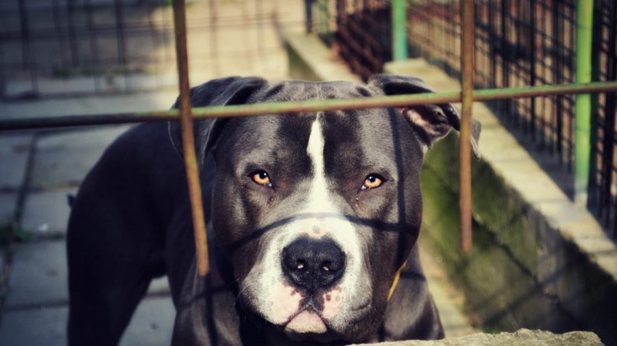 Une mère a essayé de protéger son enfant de 3 ans avec son corps alors qu&rsquo;ils étaient attaqués par 3 pit-bulls