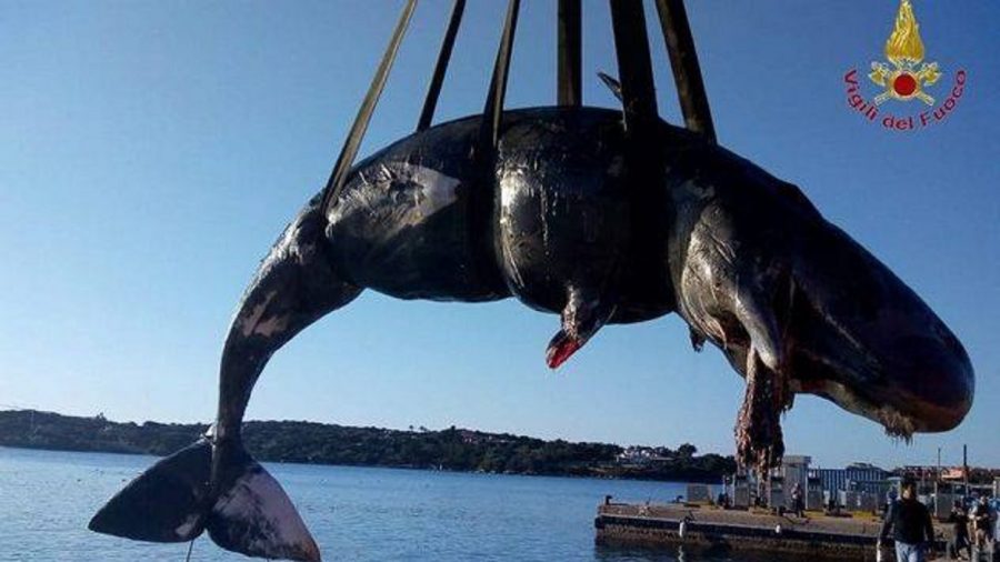 Une baleine en gestation échouée sur le rivage avait 22 kg de plastique dans l&rsquo;estomac