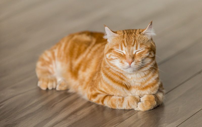 Une femme qui possédait 64 chats morts et 43 vivants reçoit une sentence