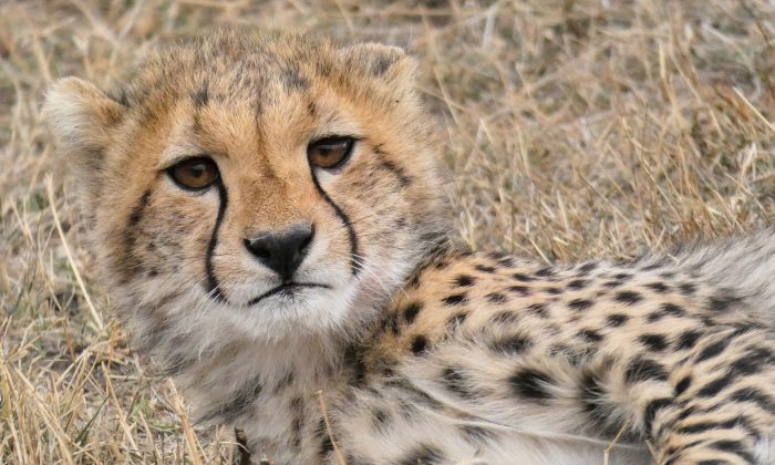 Un zoo accueille des guépards septuplés: c&rsquo;est un événement rare qui arrive une fois sur cent