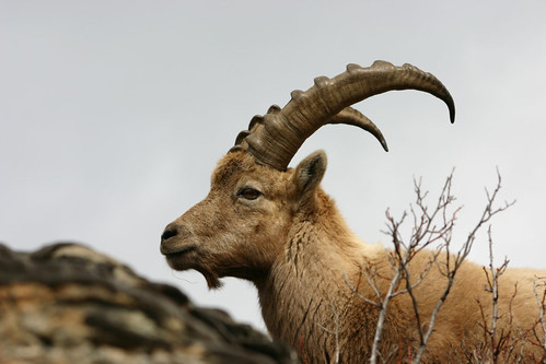 Les bouquetins à nouveau dans les Pyrénées après 100 ans de disparition