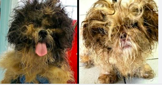 Deux chiens abandonnés ont été retrouvés sans nourriture ni eau dans une maison ayant fait l&rsquo;objet d&rsquo;une saisie