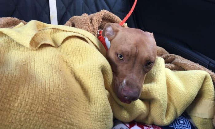 Un chiot drogué et maltraité trouvé immobile sur le trottoir