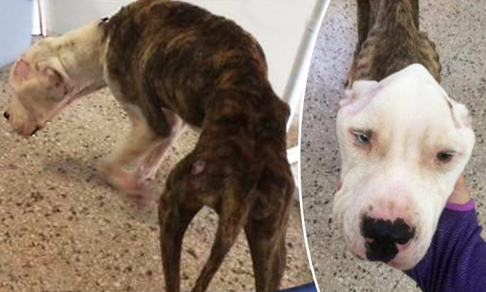 Un chien négligé et affamé était sur le point de mourir, alors les voisins ont décidé de faire quelque chose