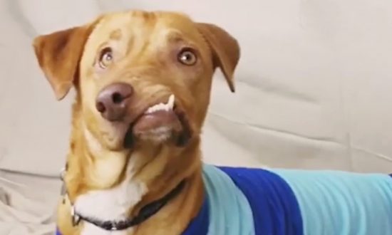 Un chien à la face « parfaitement tordue » devait être euthanasié, mais voyez ce qu&rsquo;il fait maintenant