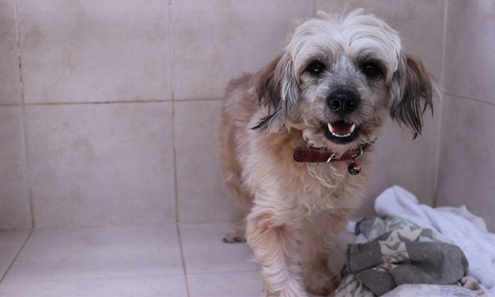 Un propriétaire demande l’euthanasie pour 3 chiennes agressives, mais les sauveteurs leur donnent une nouvelle vie