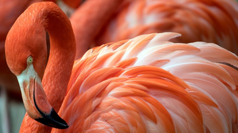 Un flamant rose dans un zoo a dû être abattu après qu&rsquo;un enfant lui a lancé une pierre