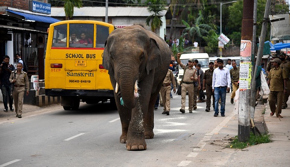 La balade d&rsquo;un éléphant sauvage sème l&rsquo;émoi dans une ville indienne