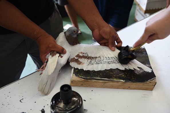 L&rsquo;odyssée impitoyable des pigeons voyageurs philippins