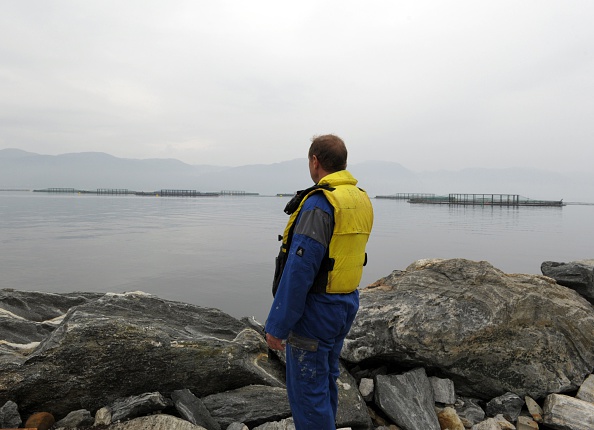 Norvège: une algue toxique décime les saumons d&rsquo;élevage