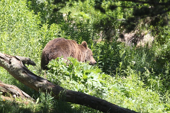Le suivi des ours renforcé dans les Pyrénées après l&rsquo;attaque de brebis