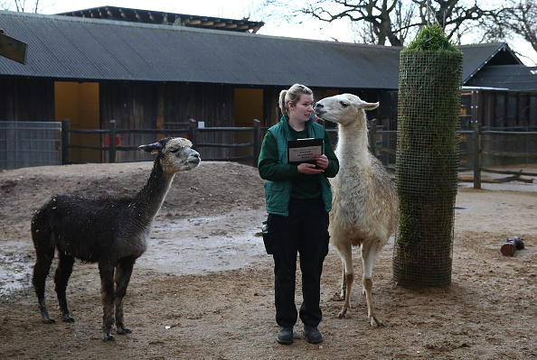 Canada: un propriétaire de zoo arrêté pour cruauté envers les animaux
