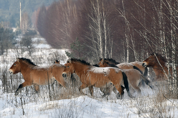 En quelques siècles seulement, les humains ont changé les chevaux