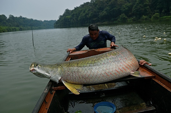 La survie miraculeuse du pirarucu, poisson géant d&rsquo;Amazonie
