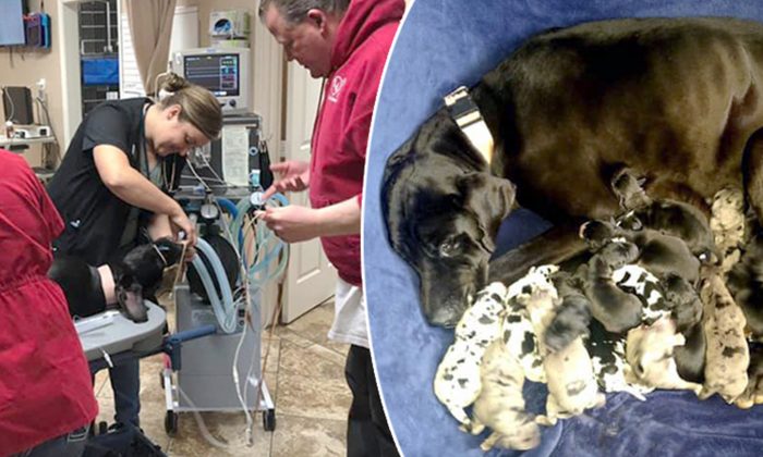 7 vétérinaires ont assisté la mise bas de ces 19 chiots: «Tous en vie et en pleine forme»