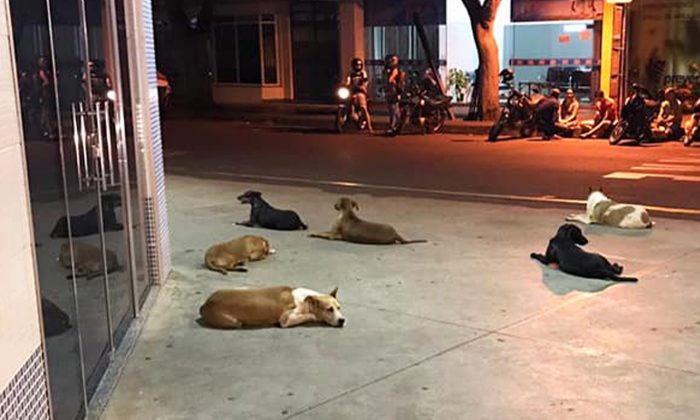 La photo de 6 chiens qui «gardent» la porte d&rsquo;un hôpital devient virale pour une raison exceptionnelle
