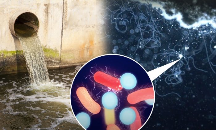 Des experts trouvent des bactéries qui mangent des déchets et émettent de l&rsquo;électricité, ce qui pourrait résoudre les plus gros problèmes de la planète