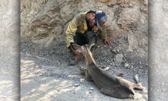 Des photos de pompiers prenant soin d&rsquo;un cerf épuisé au milieu d&rsquo;un grand feu deviennent virales et suscitent des éloges
