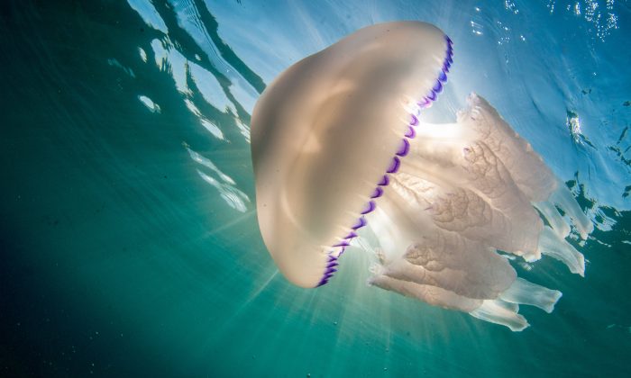 « Des scientifiques déterrent un ensemble de fossiles vieux de 500 millions d’années en Chine »