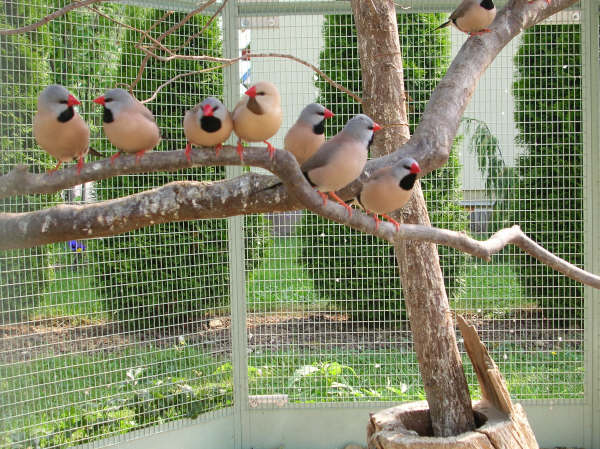 Australie: un tout petit oiseau bloque un projet minier controversé