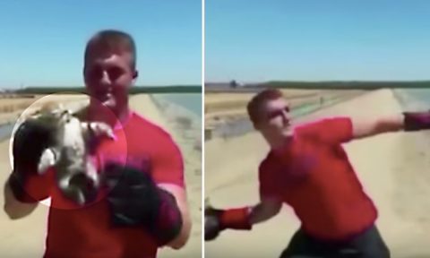 Un adolescent arrêté après une vidéo choquante qui le montre en train de jeter un chaton dans un lac