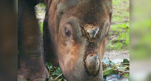 La Malaisie pleure le décès du dernier rhinocéros mâle de Sumatra
