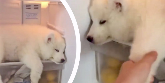 Un chien qui dort dans un frigo