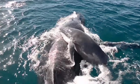 Un groupe de dauphins sauve la vie d’un baleineau à bosse en protégeant sa maman