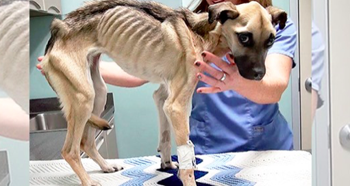 Un chien a failli mourir de faim, mais un miracle se produit lorsque des amis des animaux lui rendent visite