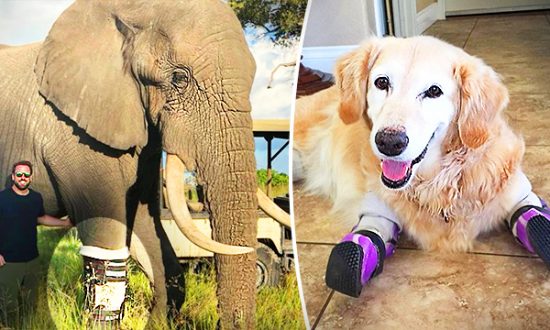 Un prothésiste donne à des milliers d&rsquo;animaux amputés de « nouvelles pattes » pour qu&rsquo;ils puissent courir à nouveau