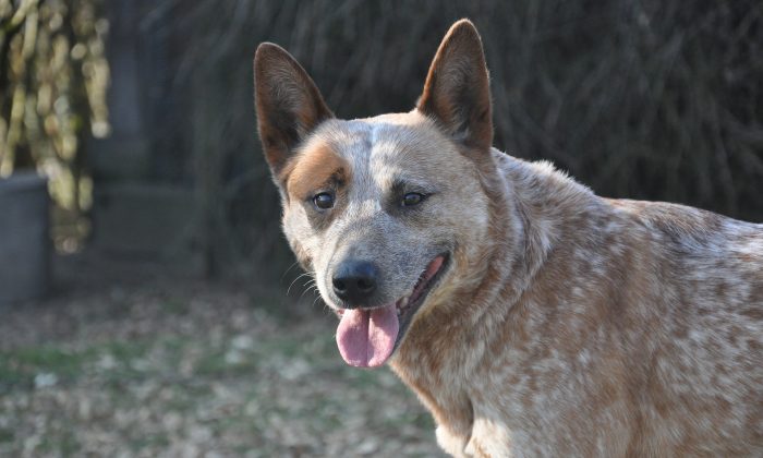 Un refuge pour animaux euthanasie accidentellement le chien d&rsquo;une famille à cause d&rsquo;une erreur administrative
