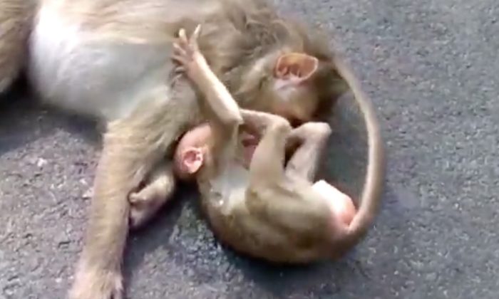 Un bébé singe au cœur brisé pleure et s&rsquo;accroche à sa mère morte après un tragique accident de voiture