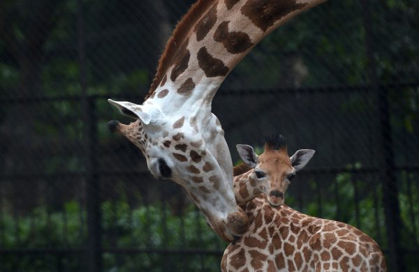 « L&rsquo;équipe est sous le choc » : le girafon né cet été au zoo de Champrepus n&rsquo;a pas survécu