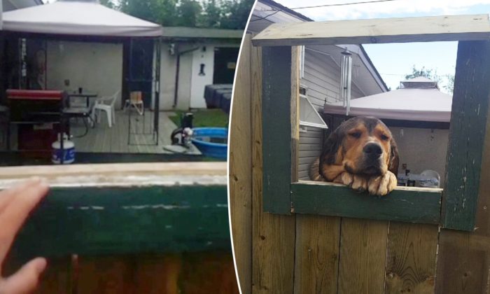 Une femme passionnée des chiens ne peut pas avoir d&rsquo;animaux de compagnie dans sa maison de location, alors un voisin élabore un plan ingénieux