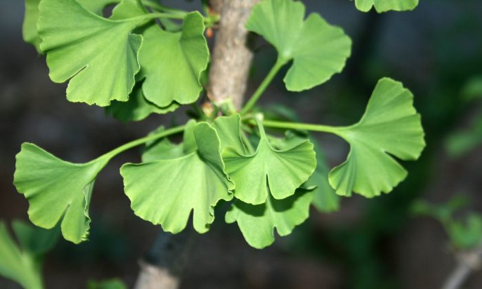 Gingko Biloba : Un «fossile vivant» aux propriétés qui accroît la longévité