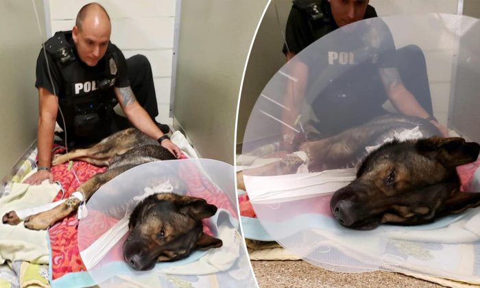 « Titan », un brave chien policier blessé par un suspect lors d&rsquo;un contrôle routier, est en voie de rétablissement