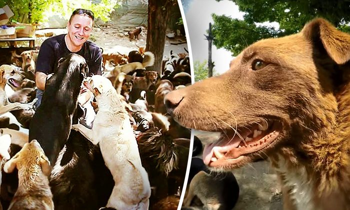 Ne supportant pas de voir mourir les chiens errants dans la rue, un homme en adopte 450