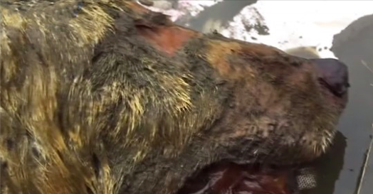 Un homme trouve la tête d&rsquo;un loup géant vieux de 40 000 ans, datant de l&rsquo;ère des mammouths