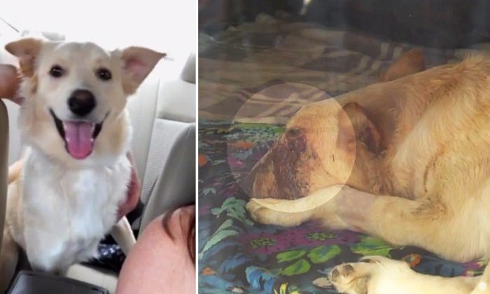 Un chien mordu à l&rsquo;œil par un serpent à sonnettes se fait payer 5 400 € de frais de vétérinaire – des internautes ont aidé