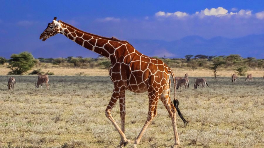 La chasseuse américaine prise en photo à côté d&rsquo;une girafe morte se dit «fière de chasser»