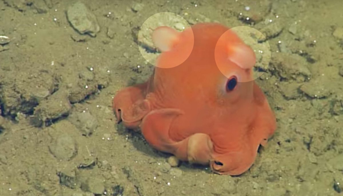 La plus mignonne des pieuvres ressemble à un fantôme de Pac-Man – elle a la taille d&rsquo;un poing humain