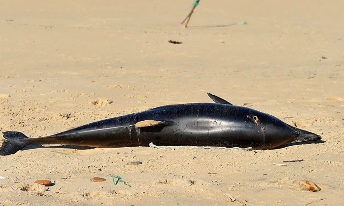 En 2019, le nombre de décès de dauphins a triplé sur la côte du Golfe du Mexique