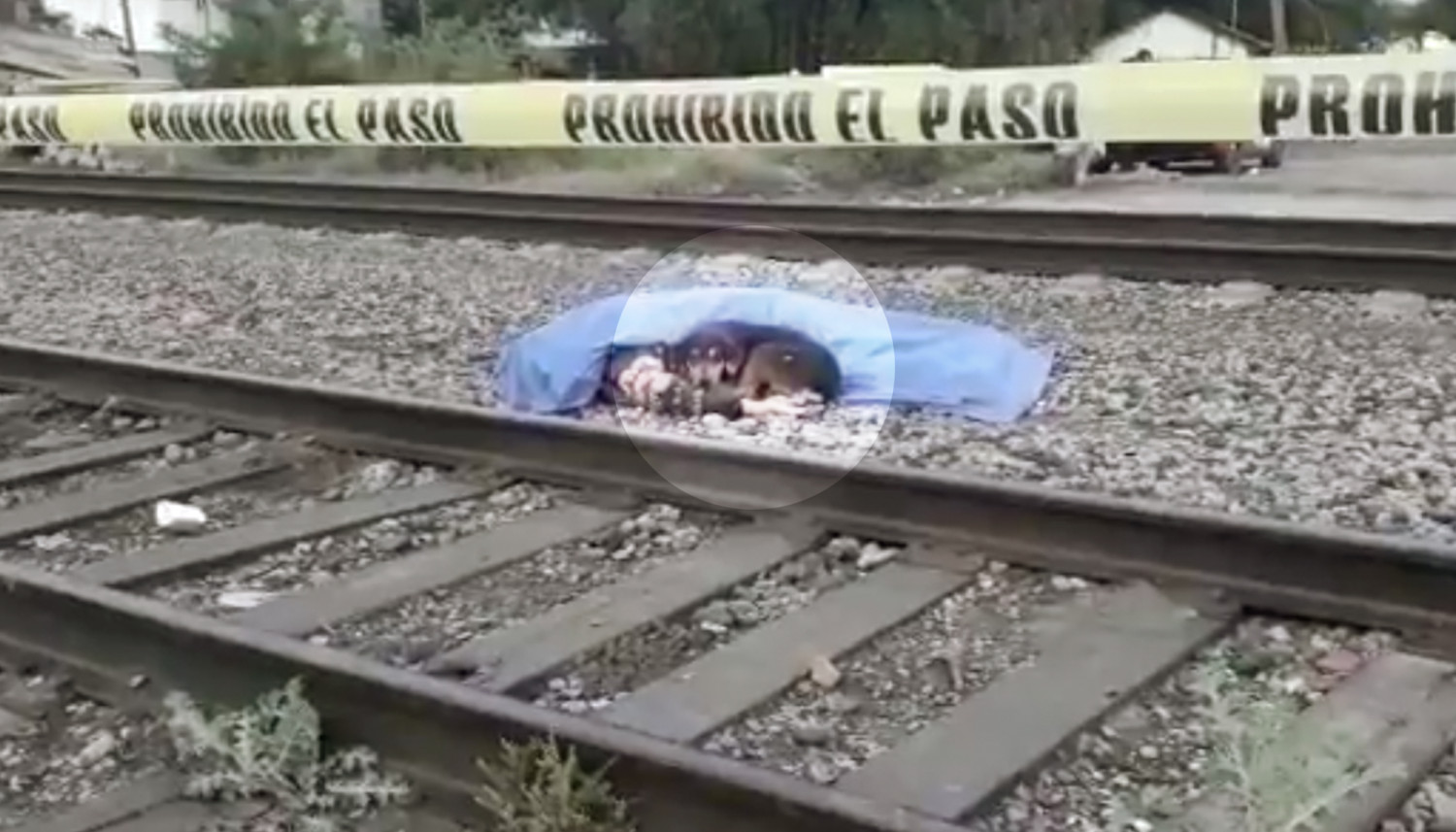 Un chien fidèle refuse de partir et se blottit à côté de son maître, décédé après avoir été heurté par un train