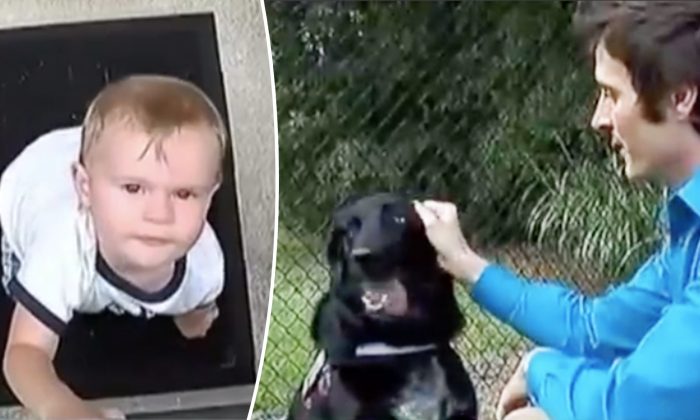 Le chien est agressif envers la nounou, les parents installent une camera et découvrent pourquoi