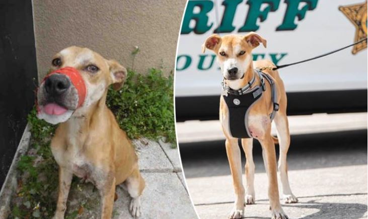 Un chien affamé retrouvé avec un ruban adhésif entourant sa gueule est maintenant l’adjoint « Chance » du shérif